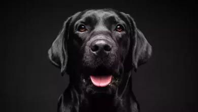 rüyada köpek